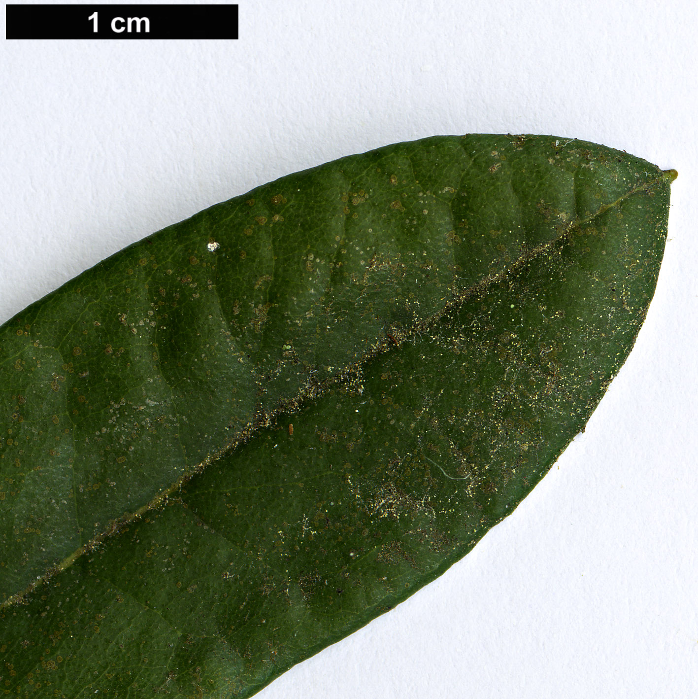 High resolution image: Family: Ericaceae - Genus: Rhododendron - Taxon: sperabile - SpeciesSub: var. weihsiense